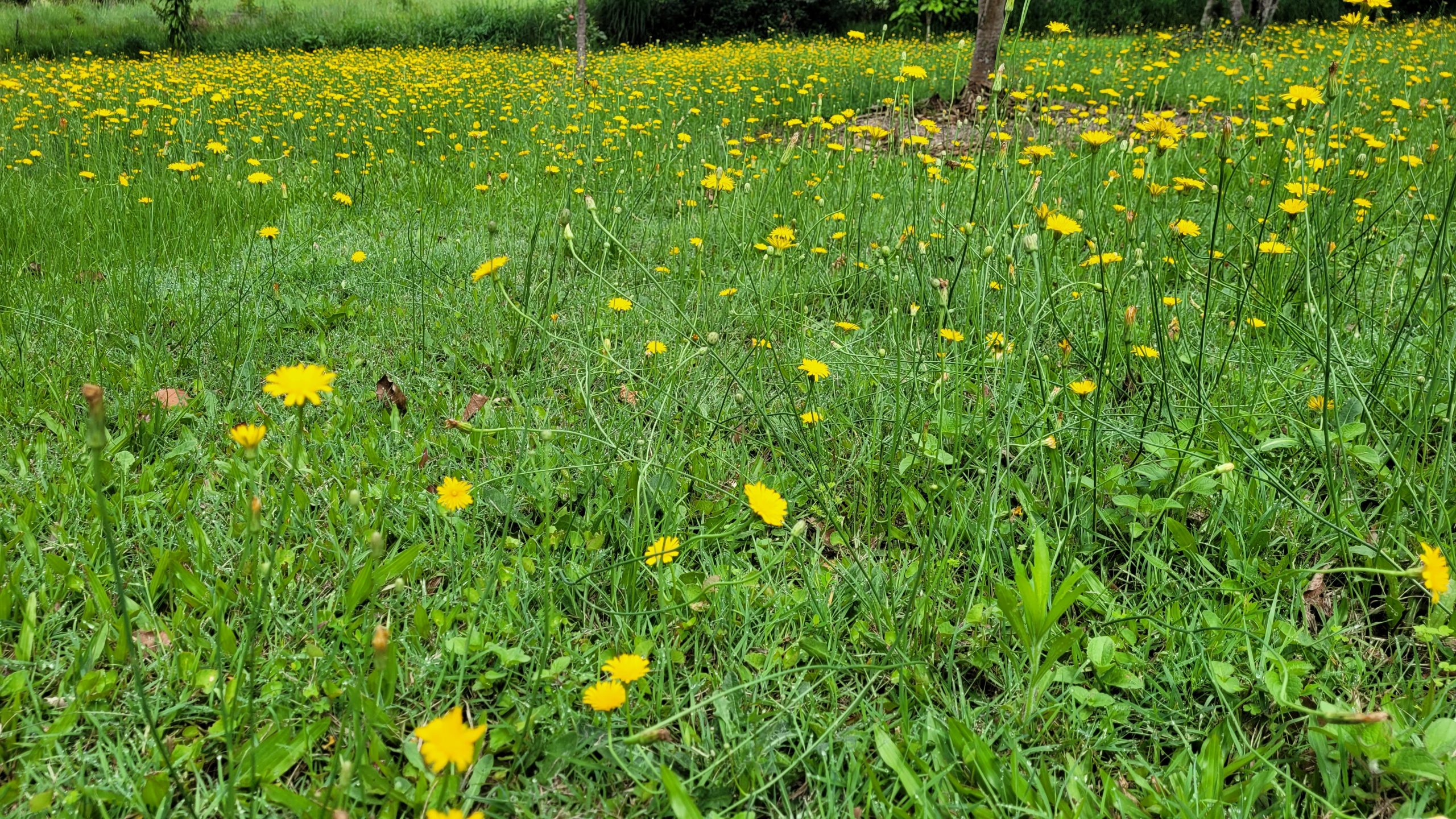 grass and yellow flowers